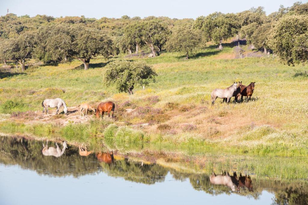 Monte Velho Equo-Resort Arraiolos Eksteriør billede